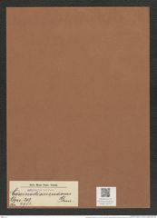 Coscinodiscus radiosus Grun. (de-Toni-Nr.: Genus 202, Species 4982) Zeichnungen Sammlung Grunow Mappe 04797 (Herbarium_W_Grunow_drawings_Folder_04797)